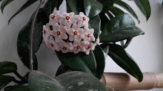 Hoya Carnosa with Blooms
