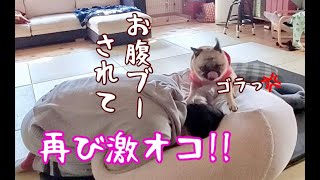 お腹ブーで再びぶちギレ!! 凄まじい暴れっぷりのパグ犬ぷぅ Pug｜田舎暮らし