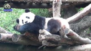 20150222圓仔邊睡邊空投 The Giant Panda Yuan Zai