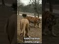 nyali ciut... ketemu singa harimau langsung sungkem