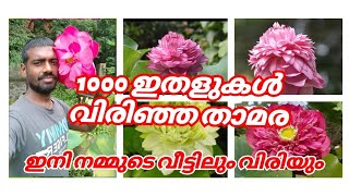 1000 ഇതൾ വിരിയുന്ന താമര// വിവിധ തരം താമരകളും പരിചരണവും🪷🪷🪷🪷🪷