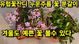 유럽꽃잔디 누운주름 꽃 겨울 분갈이 키우는 방법 흙 배합 물 관리