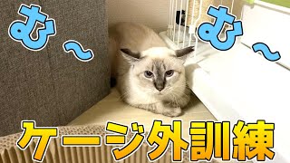 1年以上引きこもりのシャム猫！が！今はケージ外訓練中！がんばっています！