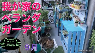 【多肉植物】【ベランダ多肉】我が家のベランダガーデン　ここにゃんたベランダチャンネルvol.70