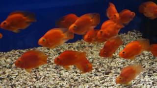 Рыба КРАСНЫЙ ПОПУГАЙ (Red Parrot Cichlid) (Blood parrot cichlid)