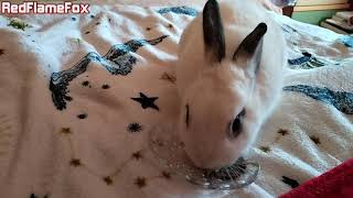 Rabbit eating Hay Pellets with Doom music