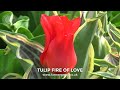 tulip fire of love farmergracy.co.uk