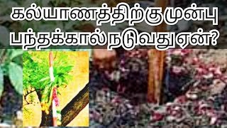 பந்தக்கால் வைக்கும் முறை | #முகூர்த்த கால் | கல்யாணத்திற்கு முன்பு பந்தத்தால் வைப்பது ஏன்