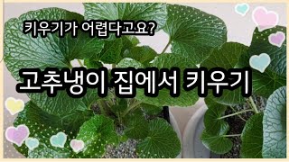 고추냉이 쌈채소,  고추냉이 장아찌 집에서 키워서 먹는다고요?