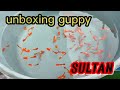 Unboxing guppy albino koi red ear untuk breeding masal