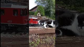 😼 YOU SHALL NOT PASS 🤚⛔️ - Katze vs. Gartenbahn