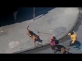 karma rage idiot throws brick at dogs and gets justice dog attack