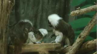 Cotton-top (headed) Tamarin  ワタボウシパシエ　動物科学館　千葉市動物公園