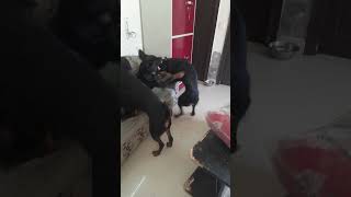 siblings fight #sistersfight #brother #dogs #youtubeshorts #shorts #livingwithrottweilers