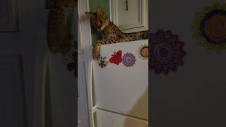 SWAGGERS SMACKS DAT!!! #swaggersthecat #servals #serval #funnyanimals #cat #cats