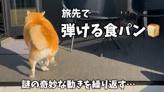 【壊れた柴】旅先で完全壊れる食パン型の柴犬と、お調子者のパリピハスキーの行動がヤバすぎました…