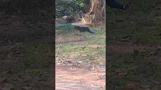 ഇവന്‍ ഏതാ ഇവന്‍ 🦚