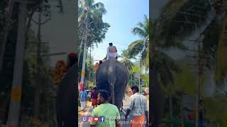 Parkati pooram elephant kunnamkulam Thrissur Kerala