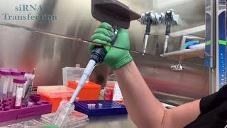 siRNA Transfection Video