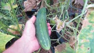 How to Easily Collect \u0026 Save Garden Cucumber Seeds: The Rusted Garden 2013