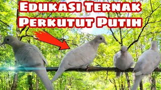 Trik Menjodohkan Perkutut Putih Dari Nol Sampai Produksi