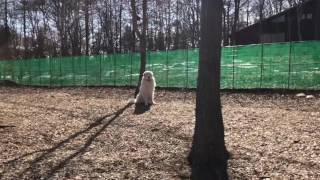 Alain got a shampoo. greatpyrenees グレートピレニーズ