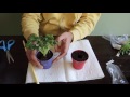 Planting African Violet Plugs from Bloomlovers com