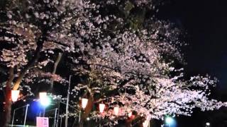 満開目前・夜桜お花見⑧／上野恩賜公園2016