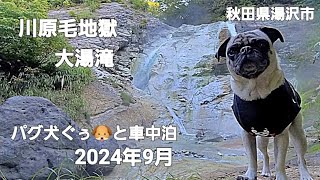 パグ犬ぐぅ🐶と車中泊旅🚗 2024年9月 秋田県湯沢市「川原毛地獄」