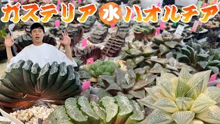 【多肉植物】コレクションしたくなるユニークな形の多肉たち【Gasteria】【Haworthia】