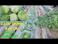 Cách trồng cải bắp (bắp cải) | Phan Đức #216