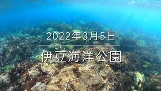 【珠や潜水】伊豆海洋公園 2022年3月5日