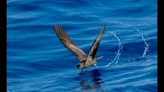 Bulwer's Petrel, July 2021, Madeira