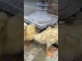 ducklings are growing up so fast ducklings drinking water shorts