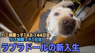 新入生のラブラドール【バニ保護っ子143 144日目 ・ラブ1日目 】