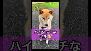 ハイタッチなお手が可愛すぎる😂 #shorts #柴犬 #おもしろ #かわいい #shibainu #dog #cute おすすめ 可愛い Kawaii ペット 最高