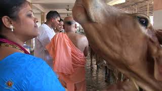 2018 Mayapur Tourism takes us on a visit to the Goshala in Mayapur, India..