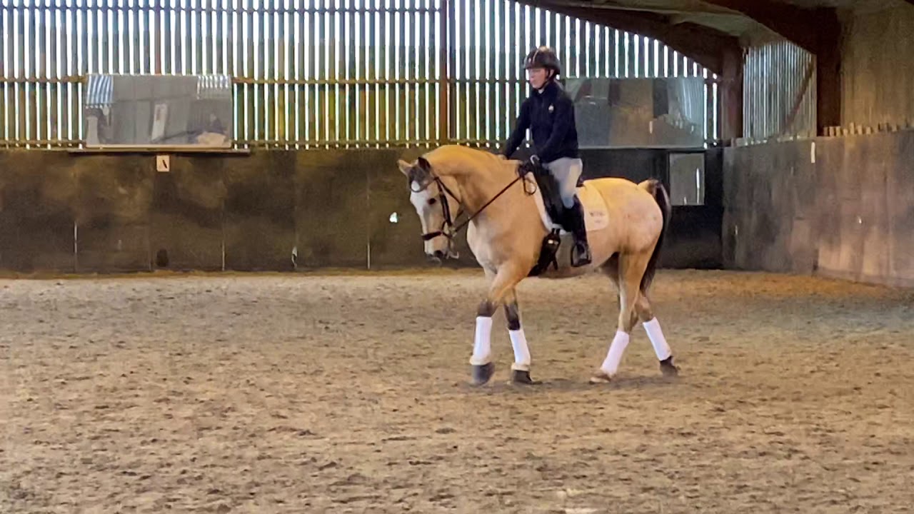 Dressage Anywhere November 2019 - YouTube