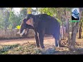 ആദിനാട് സുധീഷ് ❤️🔥😍🐘elephant in kerala