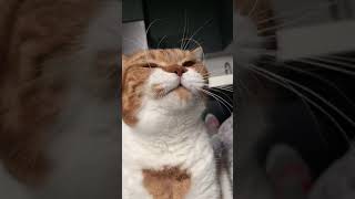 Cat Funniest Yawning Reaction 🥱😅 - Funny Cats Pet Animals Videos - Cats Status - Meow - Shorts