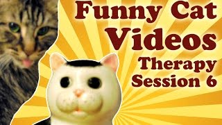 Funny Cat Videos Therapy 6: Cat Gives Kitty Cooke Jar A Bath