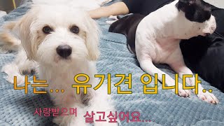 유기견 안나 이야기 .. 똥개가 제일 이쁘개♡