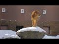 no254 🦁パーチェのひっそり習慣✨雪シャンプー＆マーキング　 lion 動物園 zoo