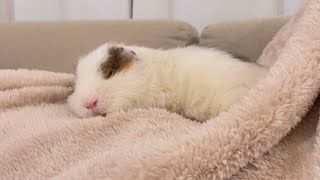 お腹の上でねんね　モルモット　sleeping guinea pig