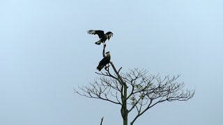 Northern Crested Caracara (Caracara plancus cheriway) pair, French Guiana