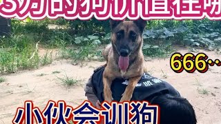 狗奇人  这个科目有点意思 就是有点费人#精神小狗 #农村生活