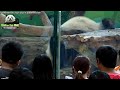 20151108圓仔一時翻不過去 the giant panda yuan zai