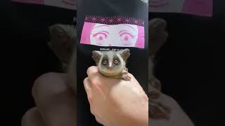 #Shorts 【飼い主の手の中で安心しきってるショウガラゴの赤ちゃん】Bushbaby Plum's Growth Diary ショウガラゴ プラムの成長日記