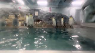 次々に落ちるキングペンギン　旭山動物園 / King Penguin in Asahiyama Zoo.