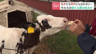 不幸な理由から酪農の世界で生きられない乳牛たちの「かくれ家」アニマルセラピーとして活躍へ…関口晴実さん28歳「畜産ではない形で活躍できるところを見るのが楽しみ」